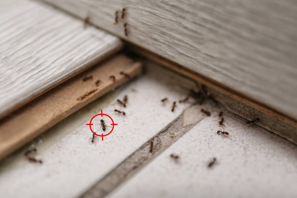 Insect Control in Eidson Road, TX