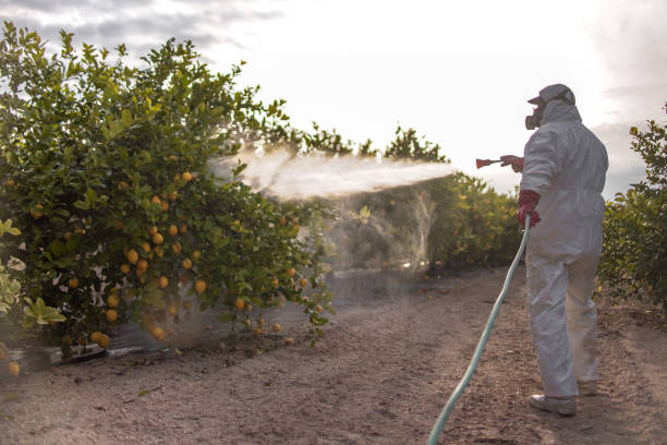 Best Cockroach Control Services  in Eidson Road, TX