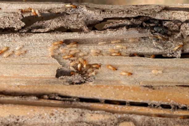 Best Pest Control for Homes  in Eidson Road, TX