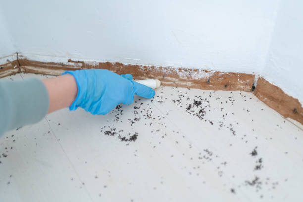 Best Emergency Pest Control  in Eidson Road, TX